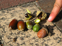 奥の左から、ツブラジイ、スダジイ、絵梨花の指、手前の左から、コナラ、ウバメガシ、シラカシ、アラカシ、マテバシイ