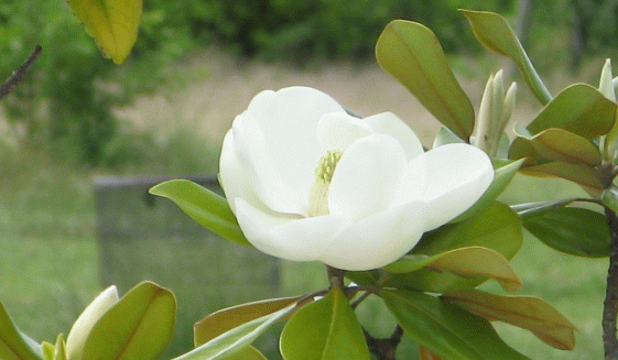 タイサンボク(magnolia grandiflora)