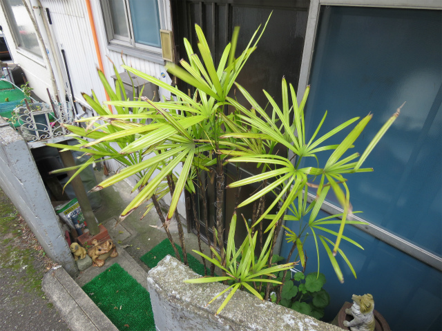シュロチク(棕櫚竹)