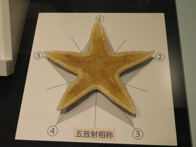 オオハダカモミジガイ